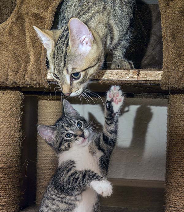 two kittens
