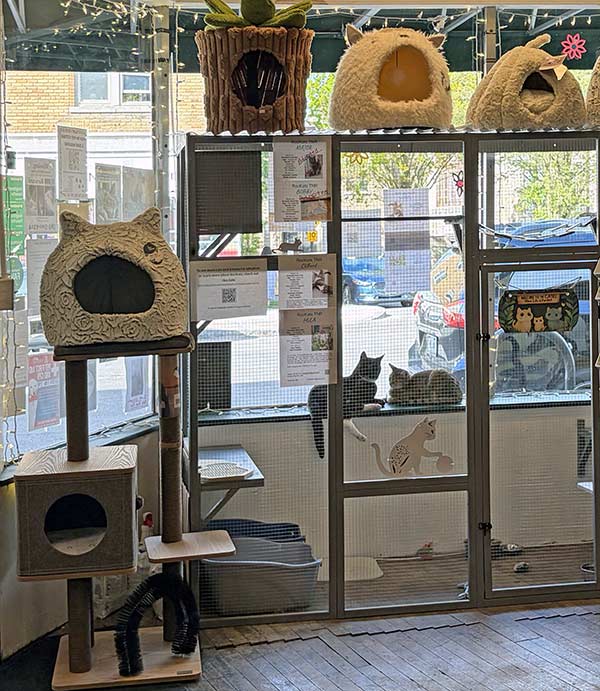 Catio