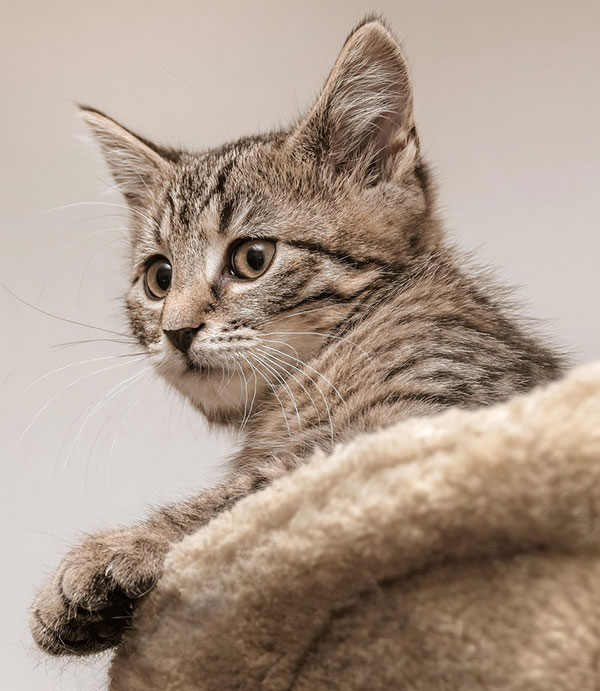 Kitten