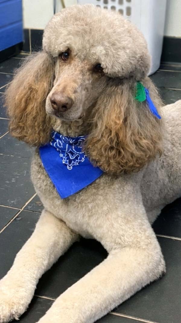 dog grooming photo