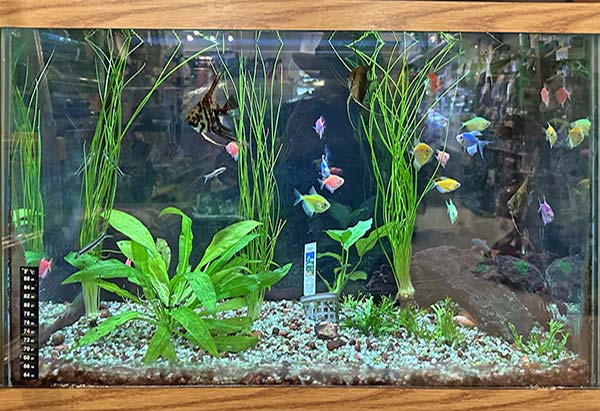 Freshwater Tropical Fish