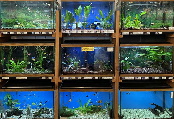 Freshwater Tropical Fish